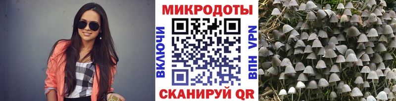 купить  цена  Жуковский  Псилоцибиновые грибы Psilocybe 